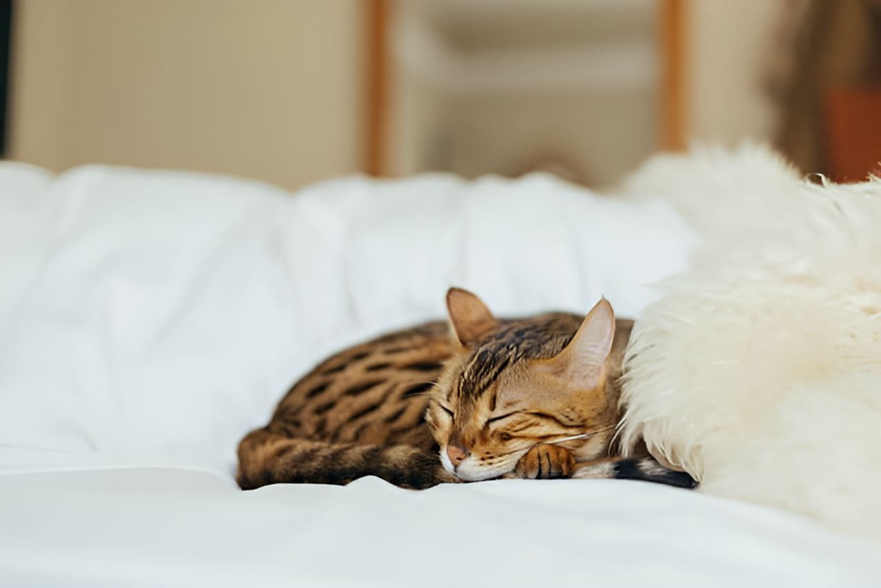 A Cat Is Sleeping On A Bed Next To A Dog — Blue & White Veterinary Clinic In Coffs Harbour, NSW