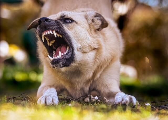 Angry Dog Is Laying In The Grass — Blue & White Veterinary Clinic In Coffs Harbour, NSW