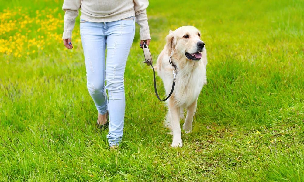 Woman Is Walking A Dog On A Leash In A Field — Blue & White Veterinary Clinic In Coffs Harbour, NSW