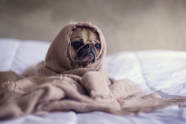 A Pug Dog Is Wrapped In A Blanket On A Bed — Blue & White Veterinary Clinic In Coffs Harbour, NSW