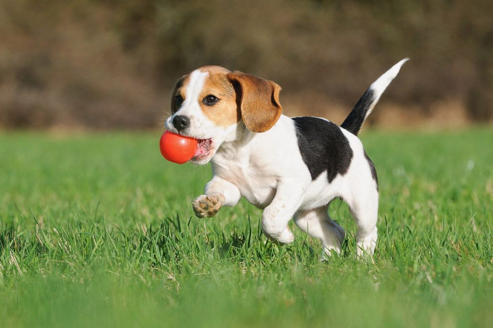 A Beagle Puppy Is Running With A Red Ball — Blue & White Veterinary Clinic In Coffs Harbour, NSW