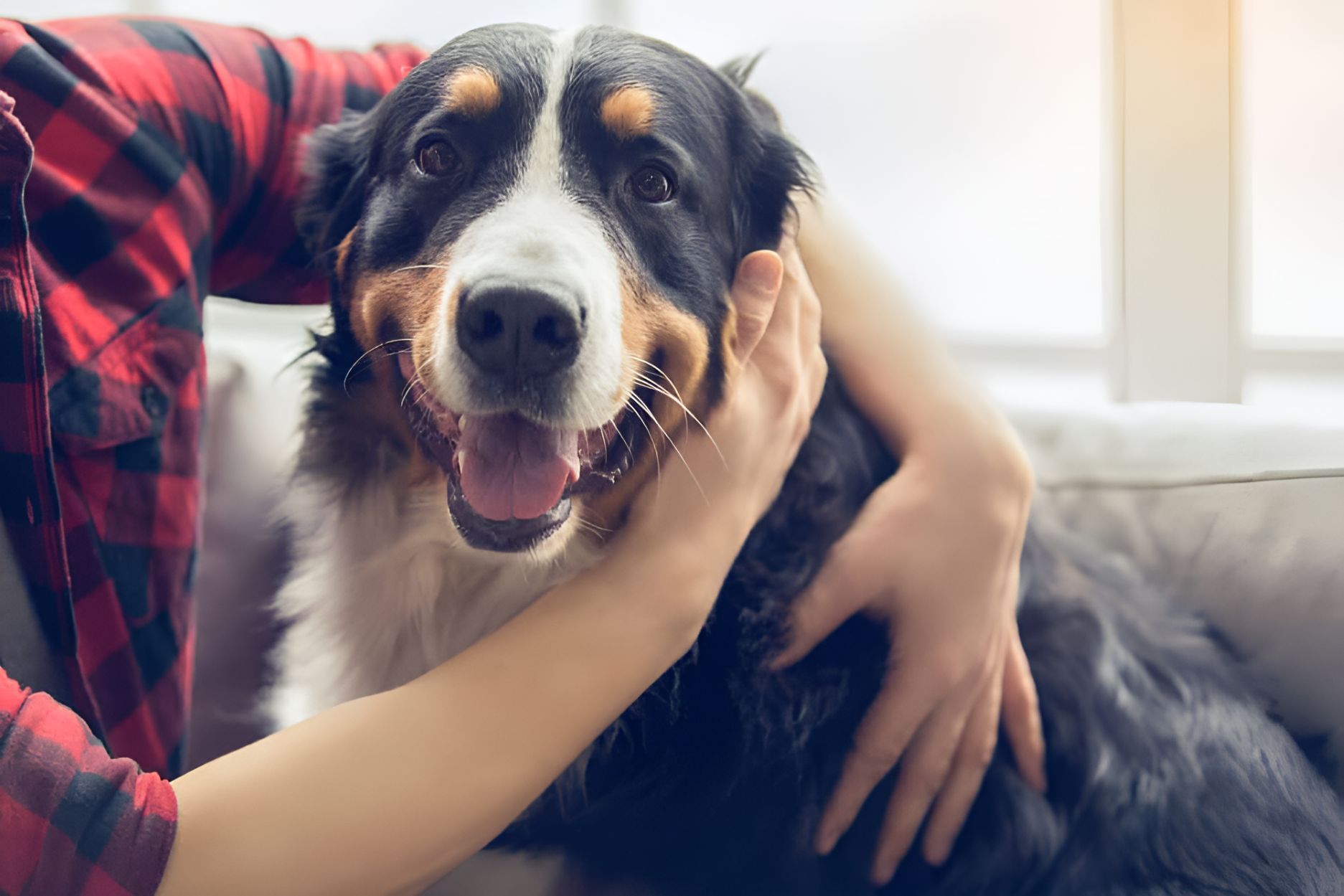 A Person Is Petting A Dog On A Couch — Blue & White Veterinary Clinic In Coffs Harbour, NSW