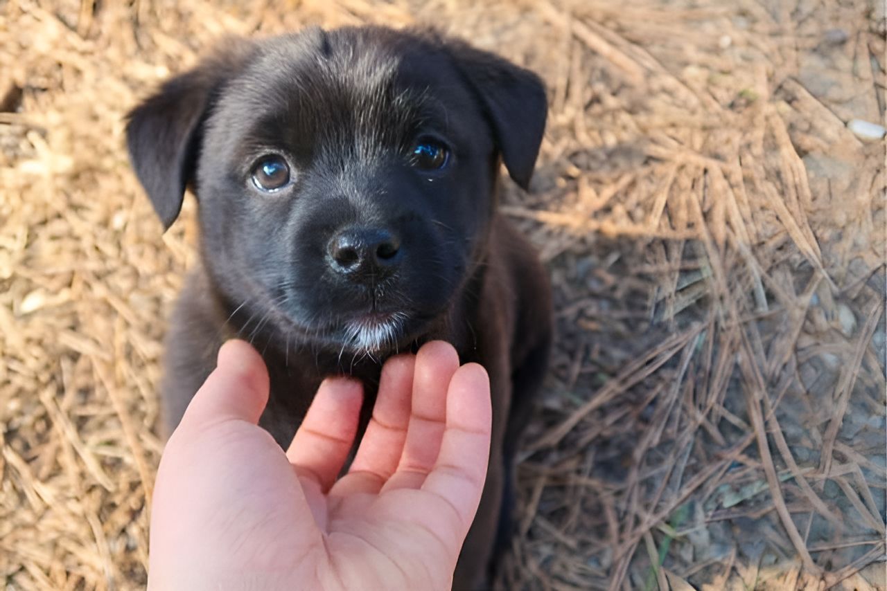 Person Petting a Black Puppy — Blue & White Veterinary Clinic In Coffs Harbour, NSW