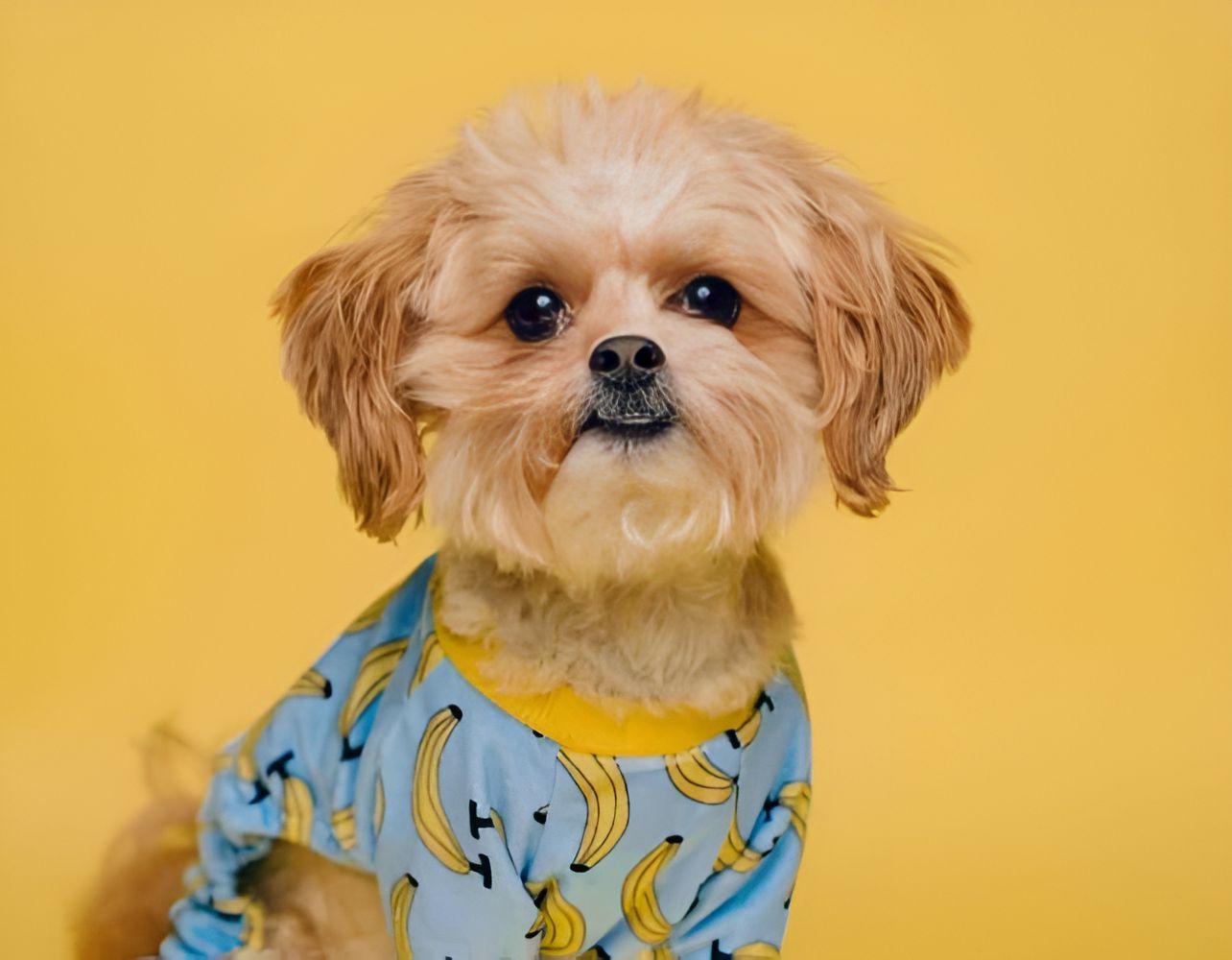 A Small Dog Is Wearing A Blue Shirt — Blue & White Veterinary Clinic In Coffs Harbour, NSW
