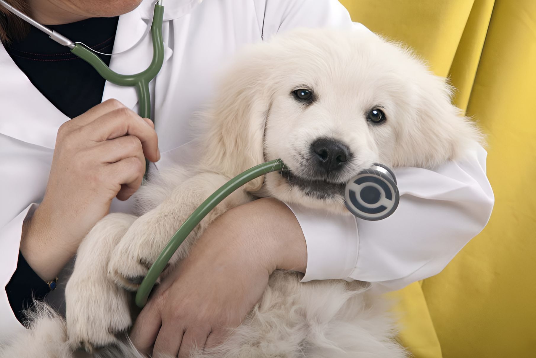 Doctor Examining A Puppy With A Stethoscope — Blue & White Veterinary Clinic In Coffs Harbour, NSW