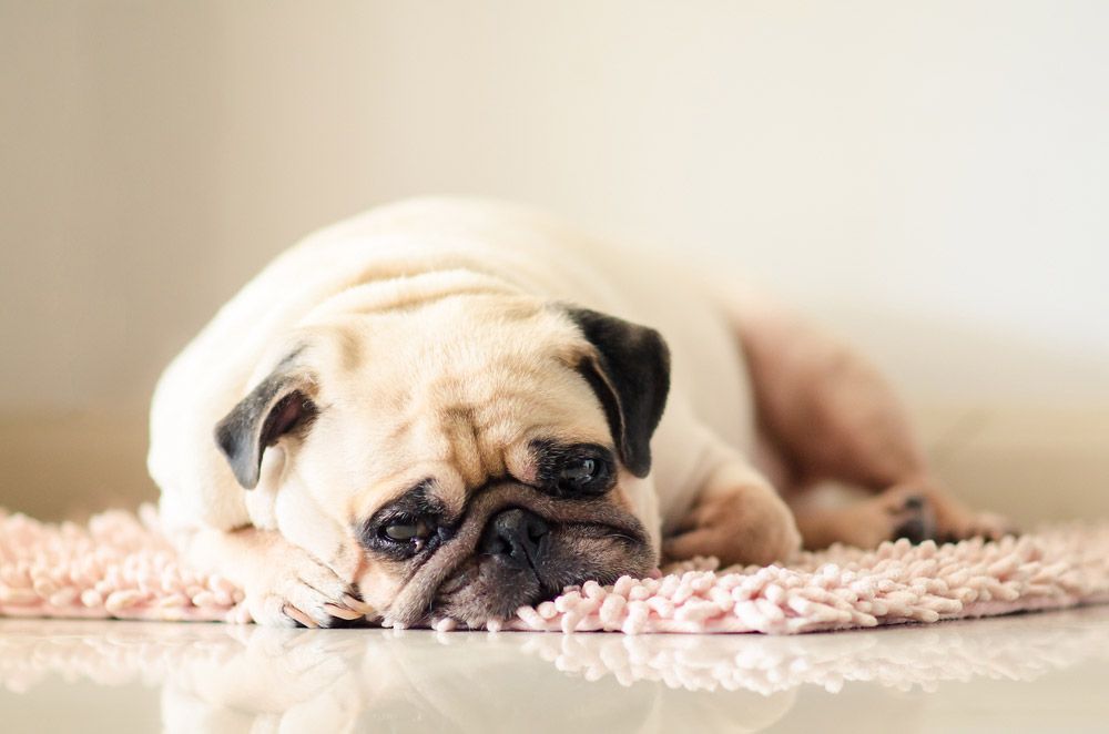 Pug Dog Is Laying On A Pink Rug On The Floor — Blue & White Veterinary Clinic In Coffs Harbour, NSW