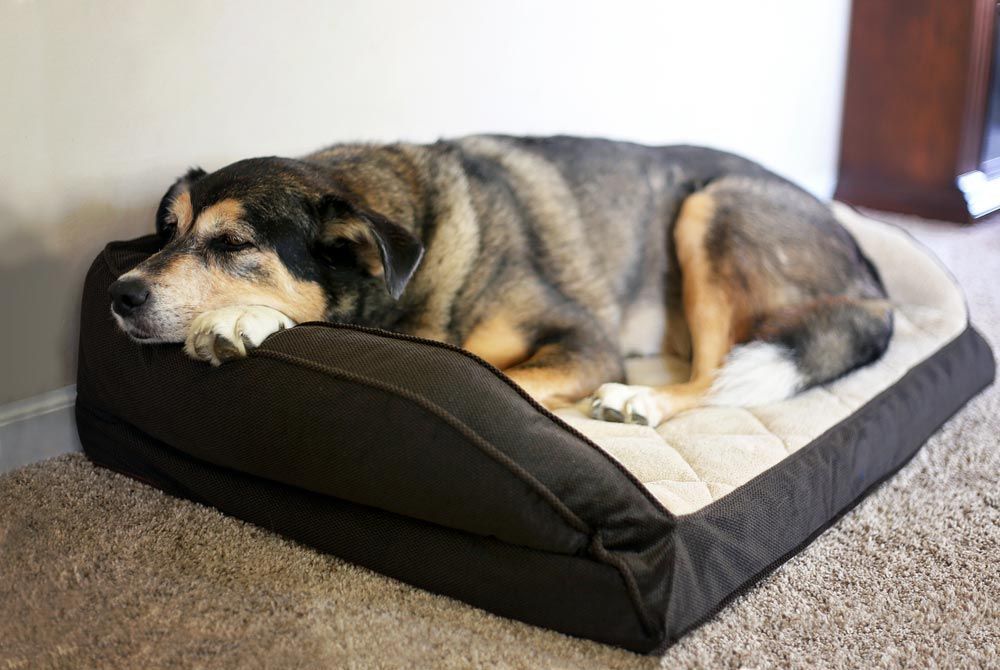 Dog Is Laying On A Dog Bed On The Floor — Blue & White Veterinary Clinic In Coffs Harbour, NSW