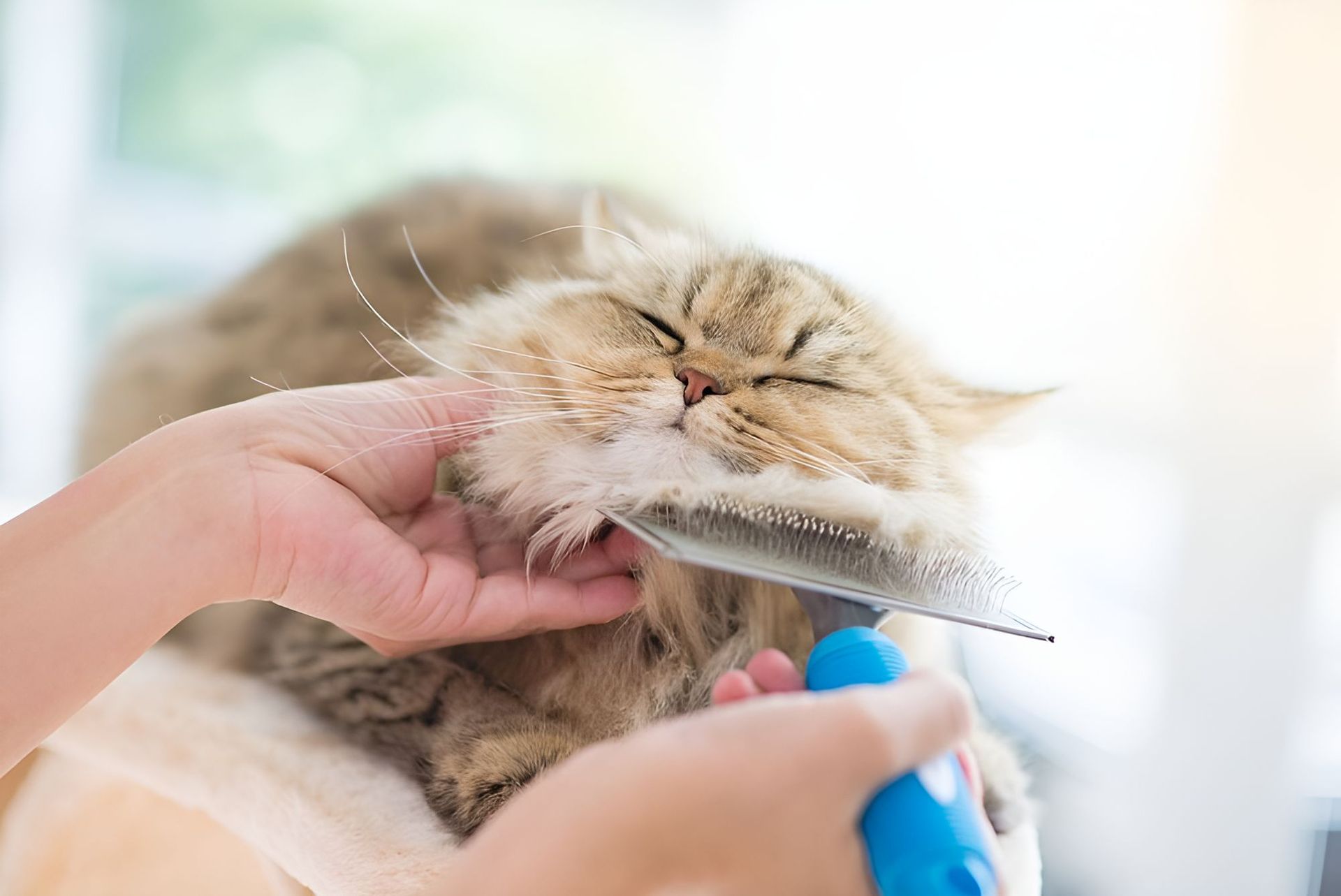 A Person Is Brushing A Cat With A Brush — Blue & White Veterinary Clinic In Coffs Harbour, NSW