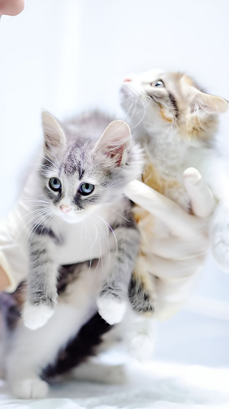A Person Is Holding Two Kittens In Their Hands — Blue & White Veterinary Clinic In Coffs Harbour, NSW