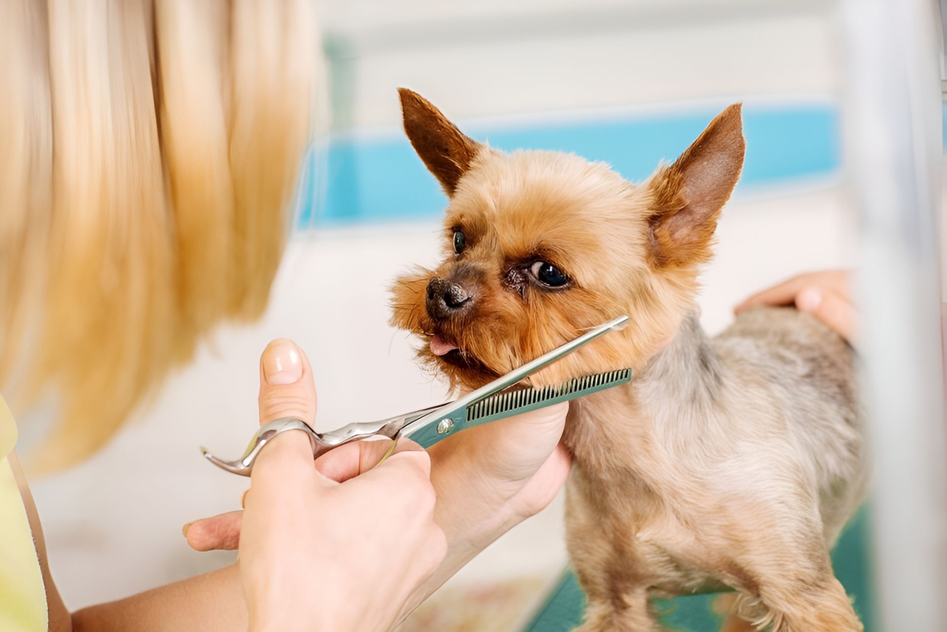 A Woman Is Cutting A Small Dog 's Hair With Scissors — Blue & White Veterinary Clinic In Coffs Harbour, NSW