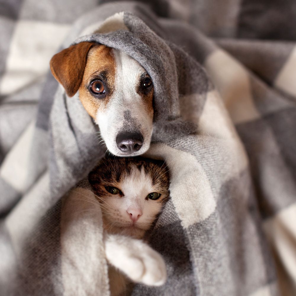 A Dog And A Cat Are Wrapped In A Blanket — Blue & White Veterinary Clinic In Coffs Harbour, NSW
