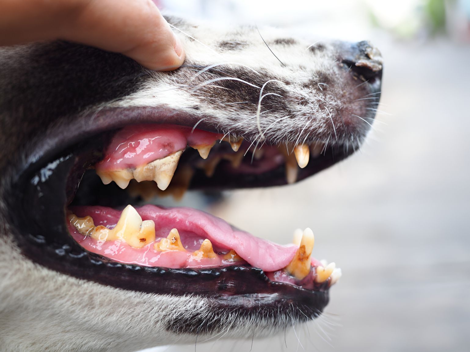 A Close Up Of A Dog 's Teeth With Its Mouth Open — Blue & White Veterinary Clinic In Coffs Harbour, NSW