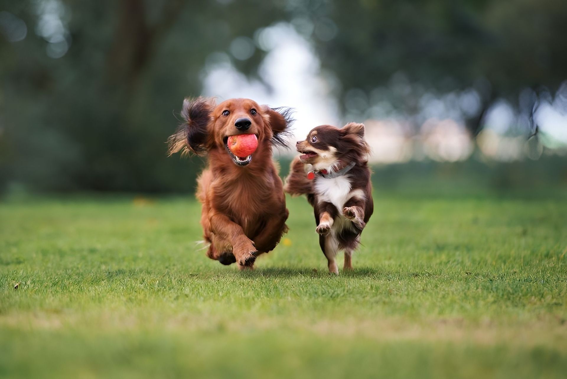 Two Dogs Are Running In The Grass With A Ball In Their Mouths — Blue & White Veterinary Clinic In Coffs Harbour, NSW