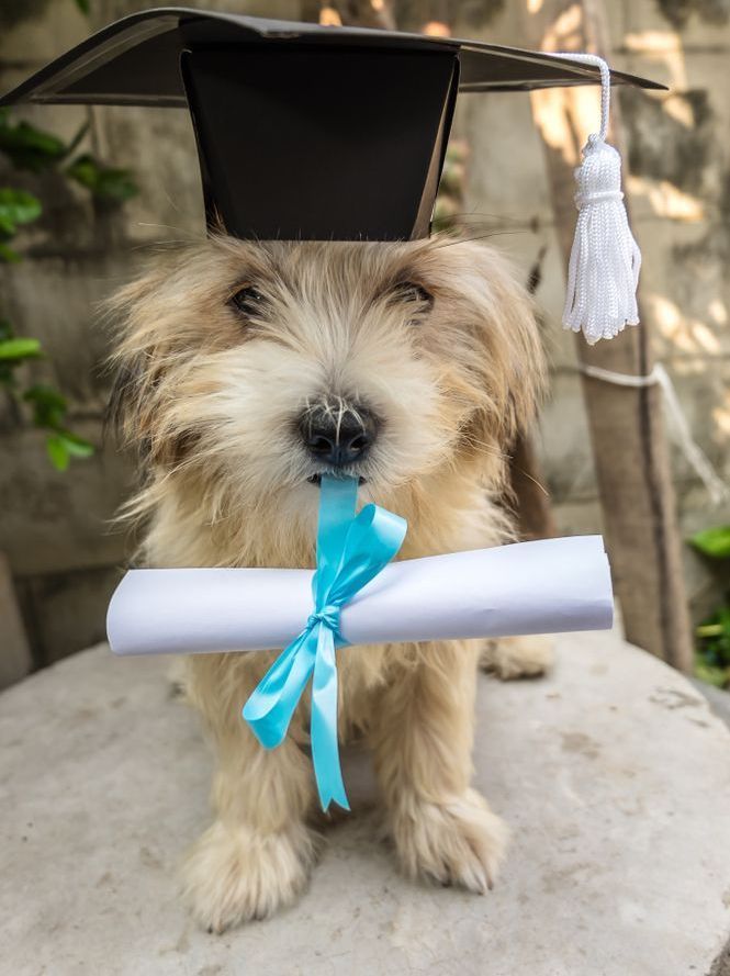A Small Dog Wearing A Graduation Cap And Holding A Diploma — Blue & White Veterinary Clinic In Coffs Harbour, NSW