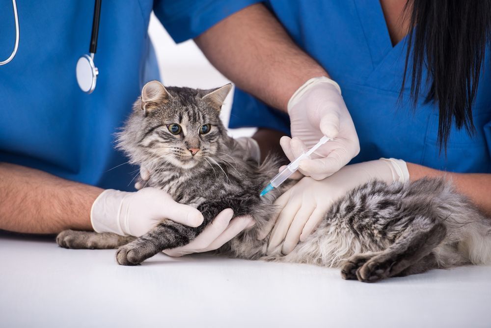 A Cat Is Getting An Injection From A Veterinarian — Blue & White Veterinary Clinic In Coffs Harbour, NSW