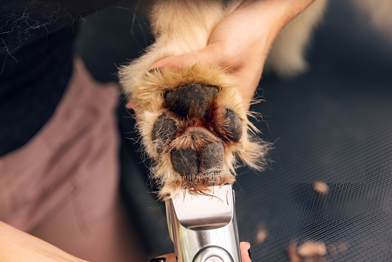 A Person Is Cutting A Dog 's Paw With A Clipper — Blue & White Veterinary Clinic In Nambucca Heads, NSW
