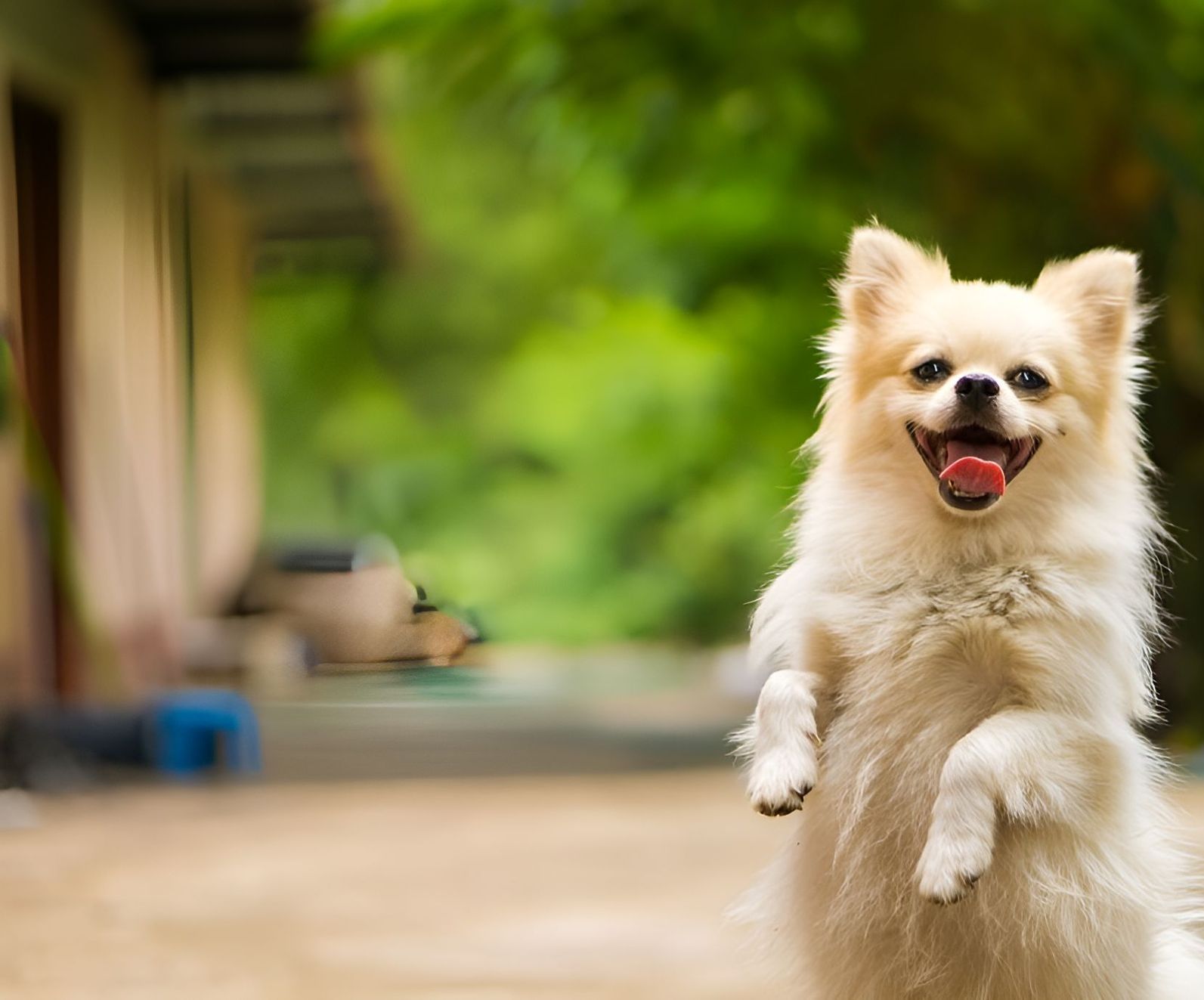 A Small White Dog Is Standing On Its Hind Legs And Smiling — Blue & White Veterinary Clinic In Nambucca Heads, NSW
