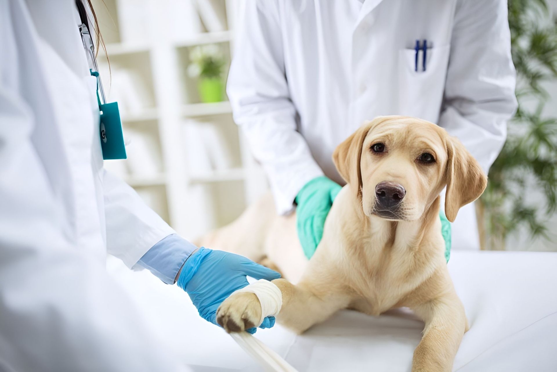 A Dog With A Bandage On Its Paw Is Being Examined By A Veterinarian — Blue & White Veterinary Clinic In Coffs Harbour, NSW