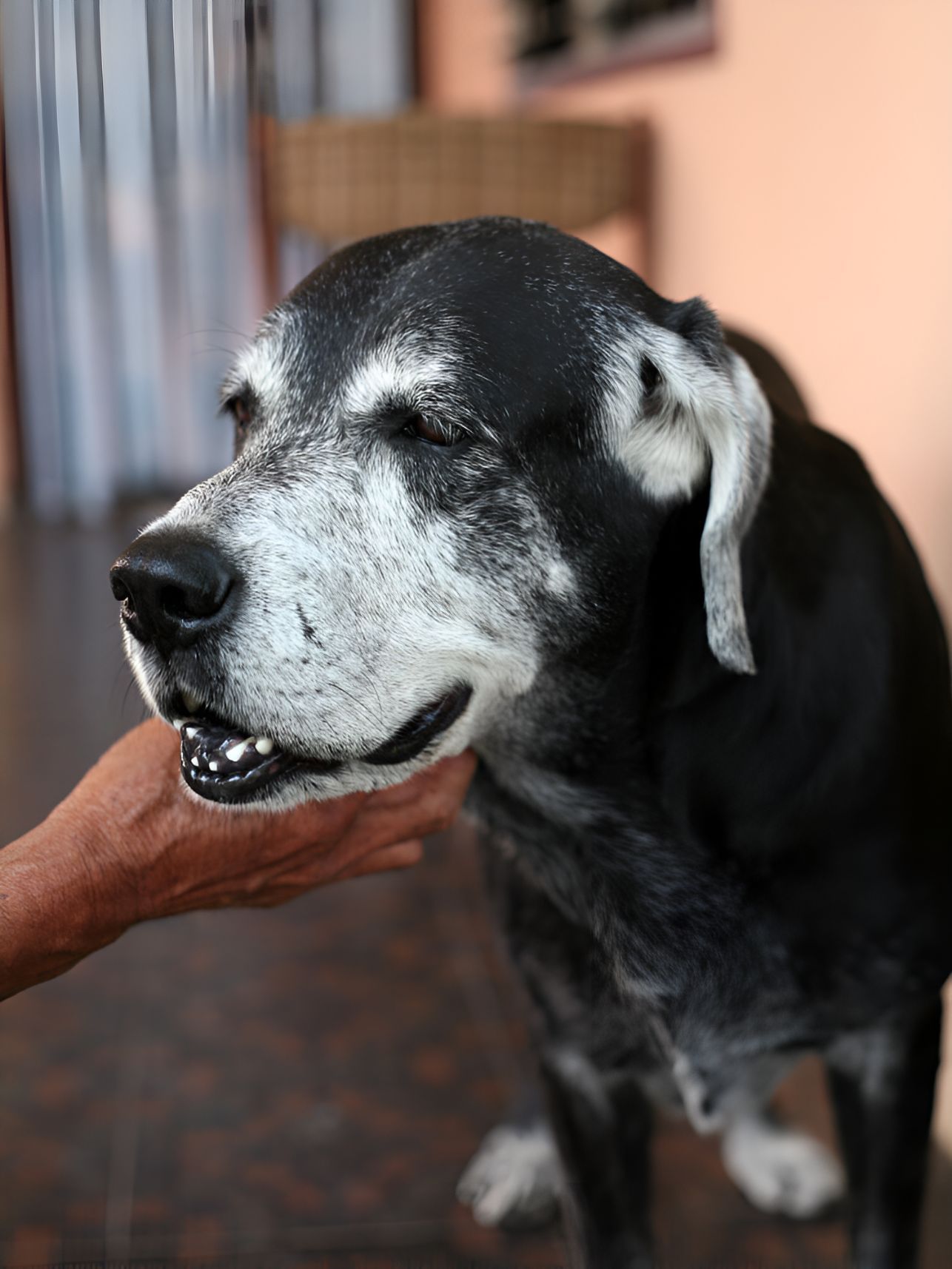 A Close Up Of A Person Petting A Black Dog — Blue & White Veterinary Clinic In Coffs Harbour, NSW