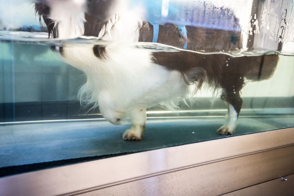 A Dog Is Walking Underwater On A Treadmill — Blue & White Veterinary Clinic In Coffs Harbour, NSW