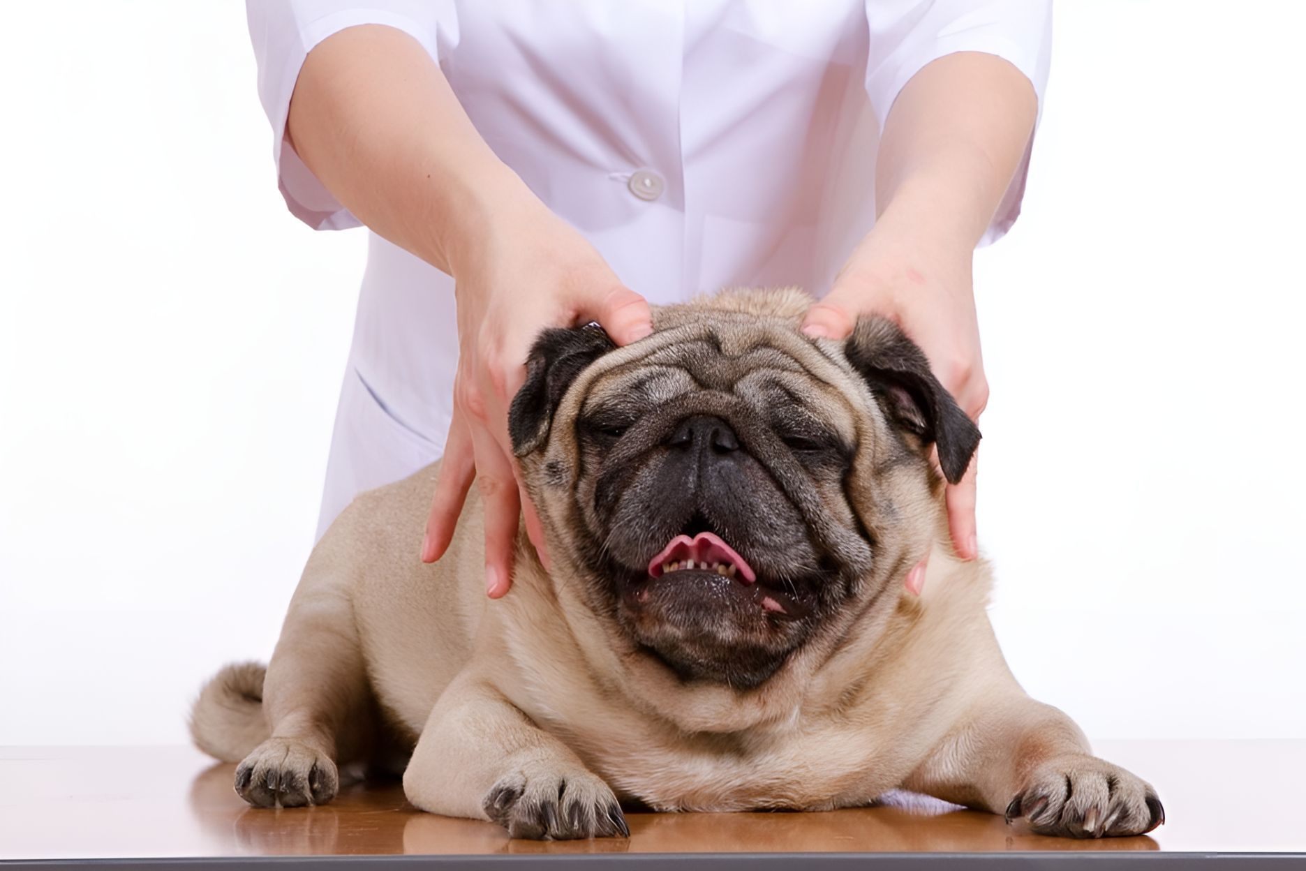 A Pug Dog Is Laying On A Table Getting A Massage From A Veterinarian — Blue & White Veterinary Clinic In Coffs Harbour, NSW