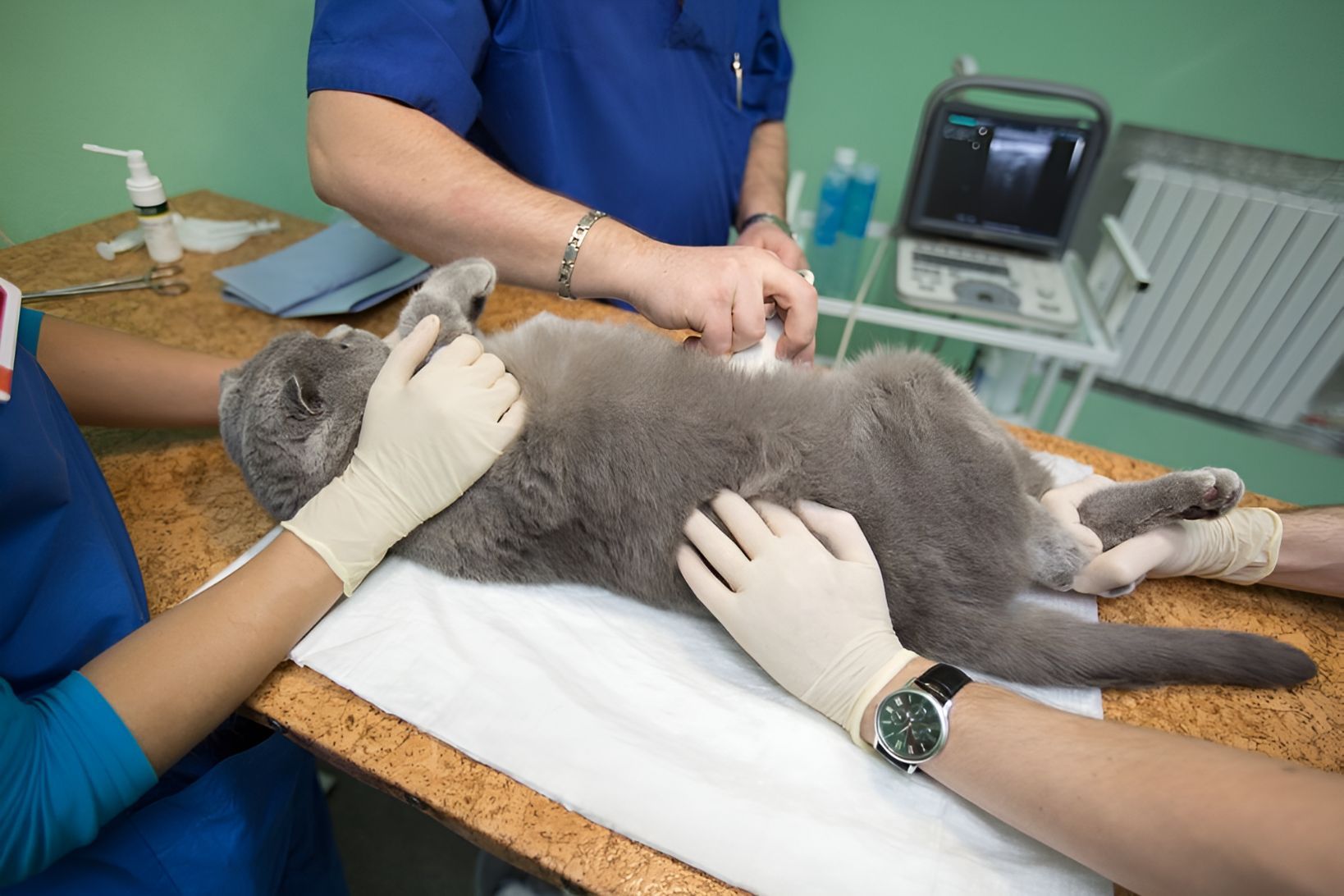 A Cat Is Being Examined By A Veterinarian In A Veterinary Clinic — Blue & White Veterinary Clinic In Coffs Harbour, NSW