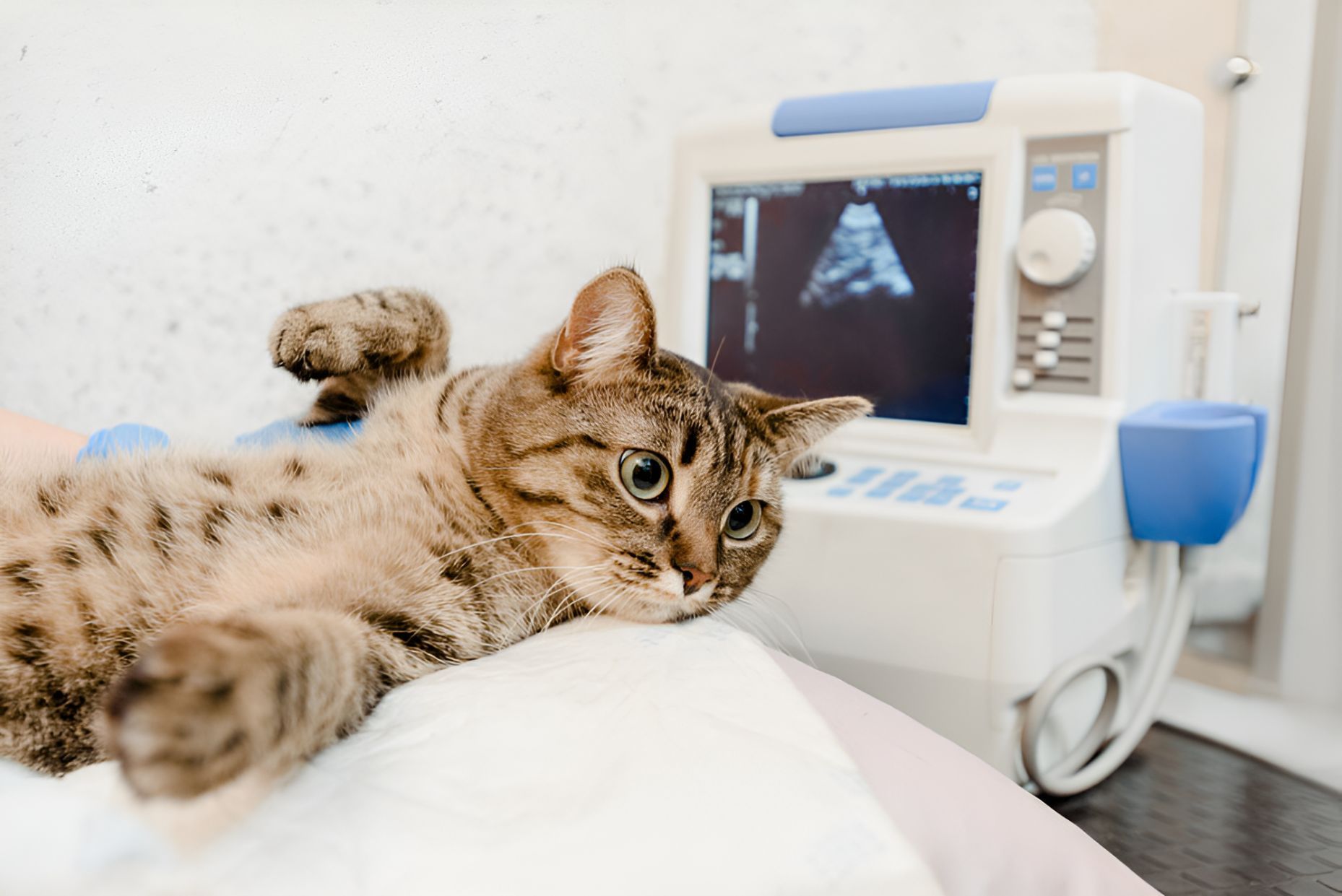 A Cat Is Laying On A Bed In Front Of An Ultrasound Machine — Blue & White Veterinary Clinic In Coffs Harbour, NSW