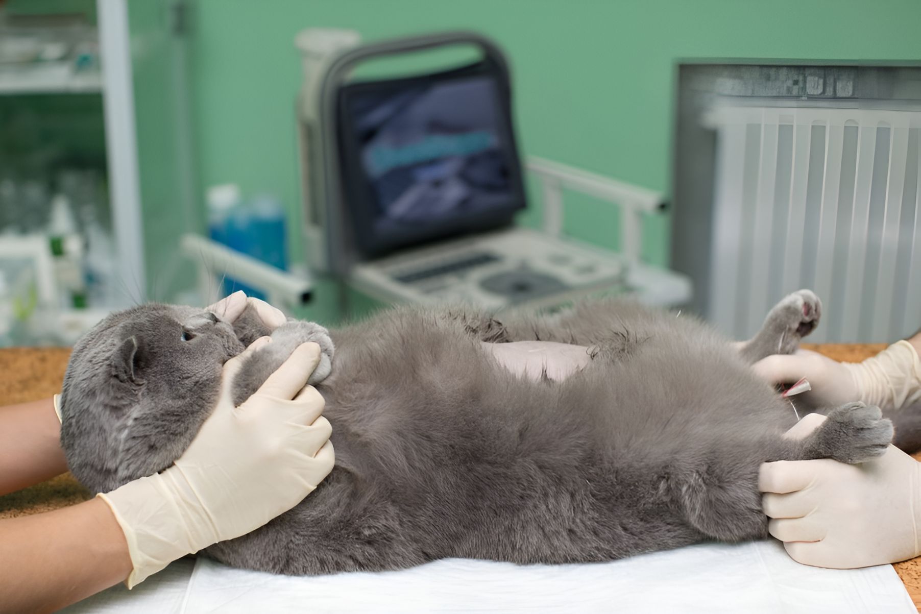 A Cat Is Being Examined By A Veterinarian In A Veterinary Clinic — Blue & White Veterinary Clinic In Coffs Harbour, NSW