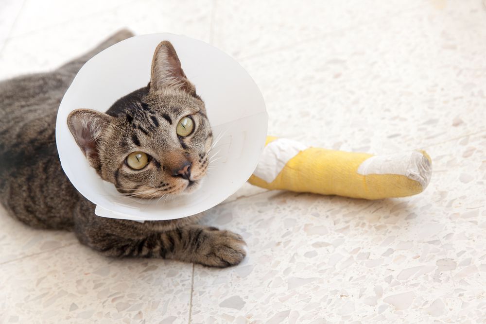 A Cat With A Cone Around Its Head And A Bandage On Its Leg — Blue & White Veterinary Clinic In Coffs Harbour, NSW