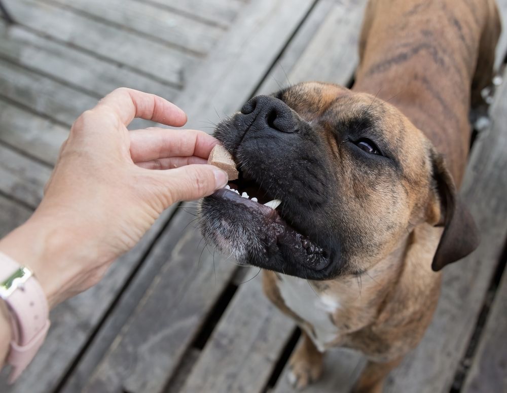 A Person Is Feeding A Dog A Treat On A Wooden Deck — Blue & White Veterinary Clinic In Coffs Harbour, NSW