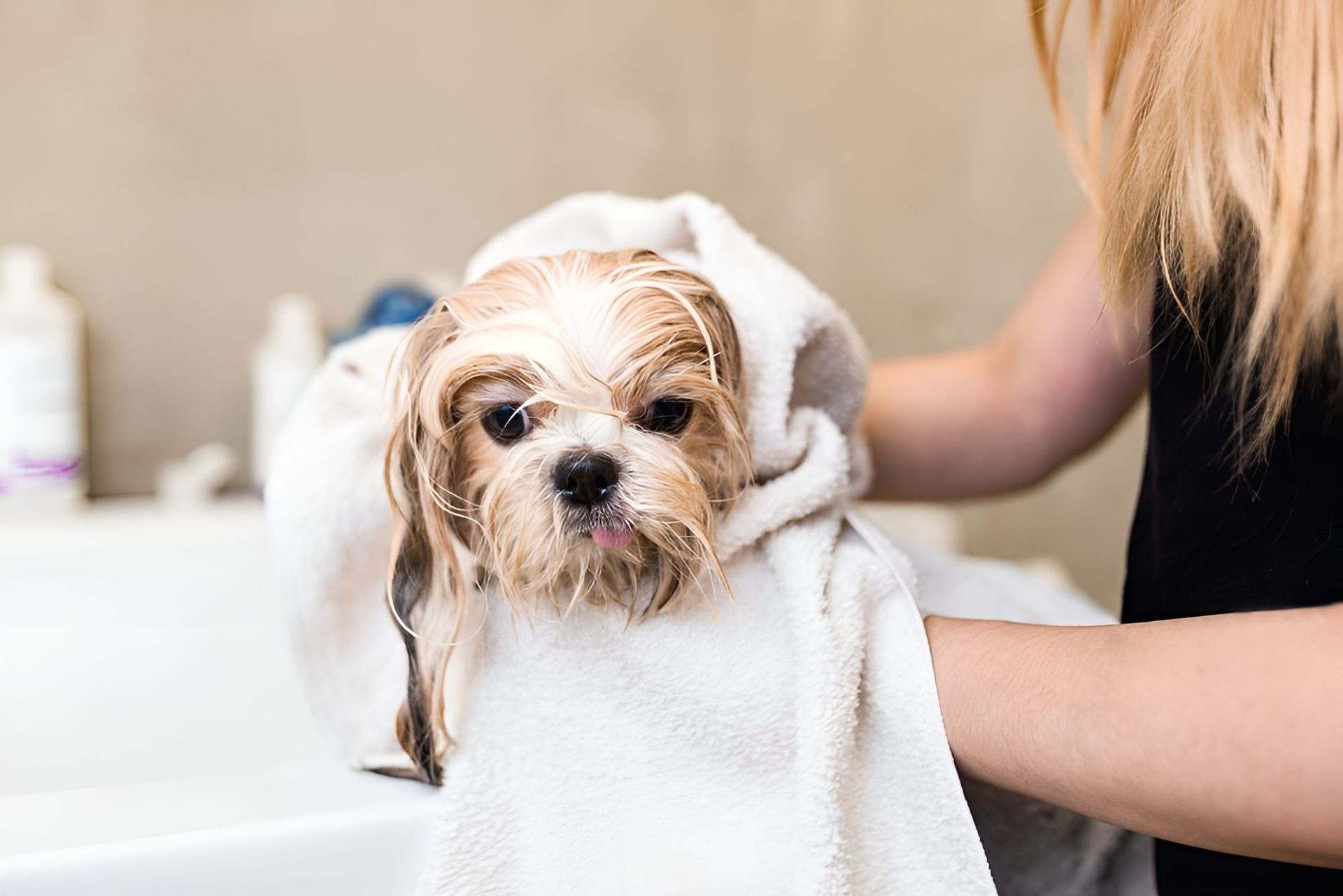 A Woman Is Wrapping A Small Dog In A Towel — Blue & White Veterinary Clinic In Woolgoolga, NSW