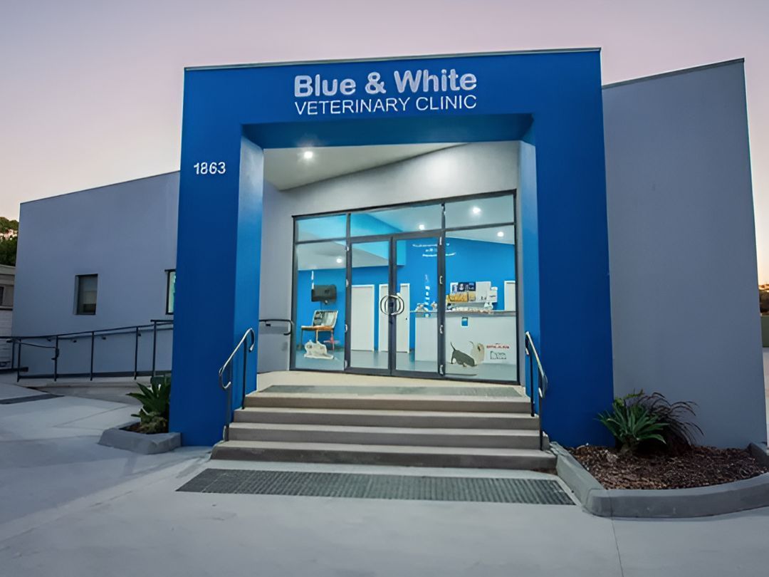 The Front Of A Blue And White Veterinary Clinic — Blue & White Veterinary Clinic In Coffs Harbour, NSW