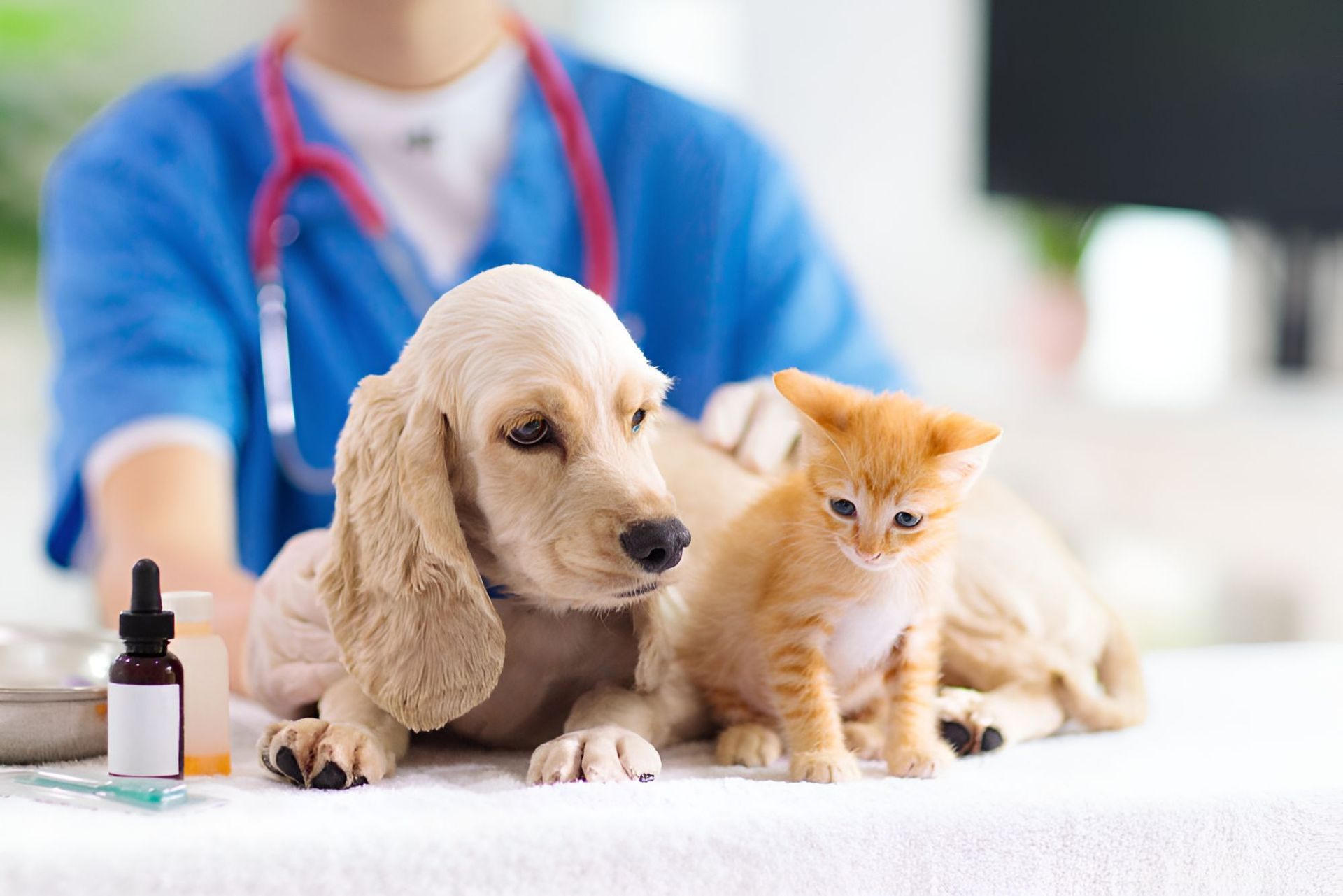 A Dog And A Kitten Are Sitting At A Table With A Veterinarian — Blue & White Veterinary Clinic In Coffs Harbour, NSW