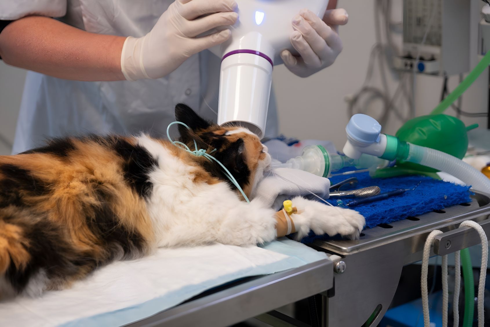 A Calico Cat Is Being Examined By A Veterinarian In An Operating Room — Blue & White Veterinary Clinic In Coffs Harbour, NSW