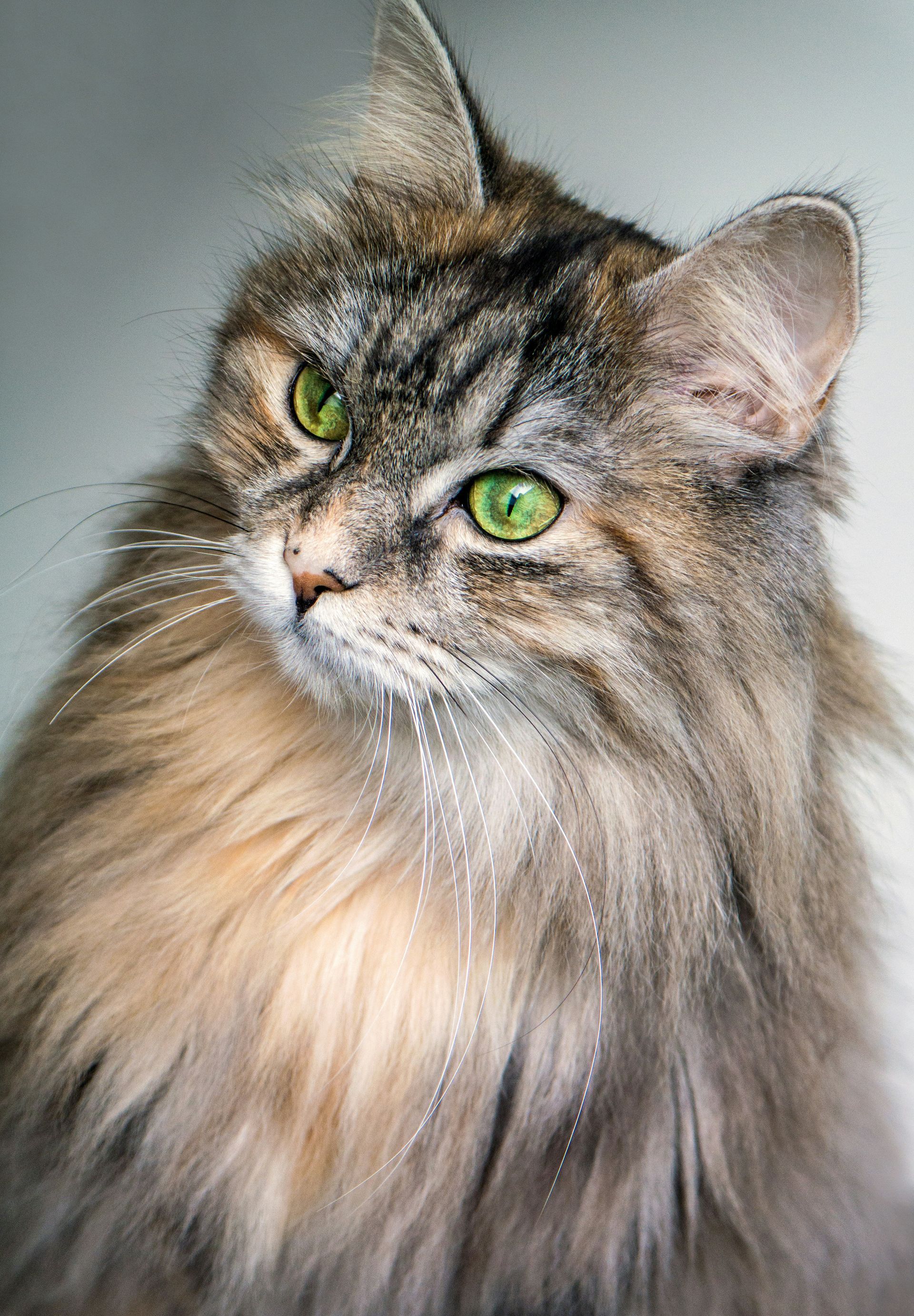 A Fluffy Cat With Green Eyes Is Looking At The Camera — Blue & White Veterinary Clinic In Nambucca Heads, NSW