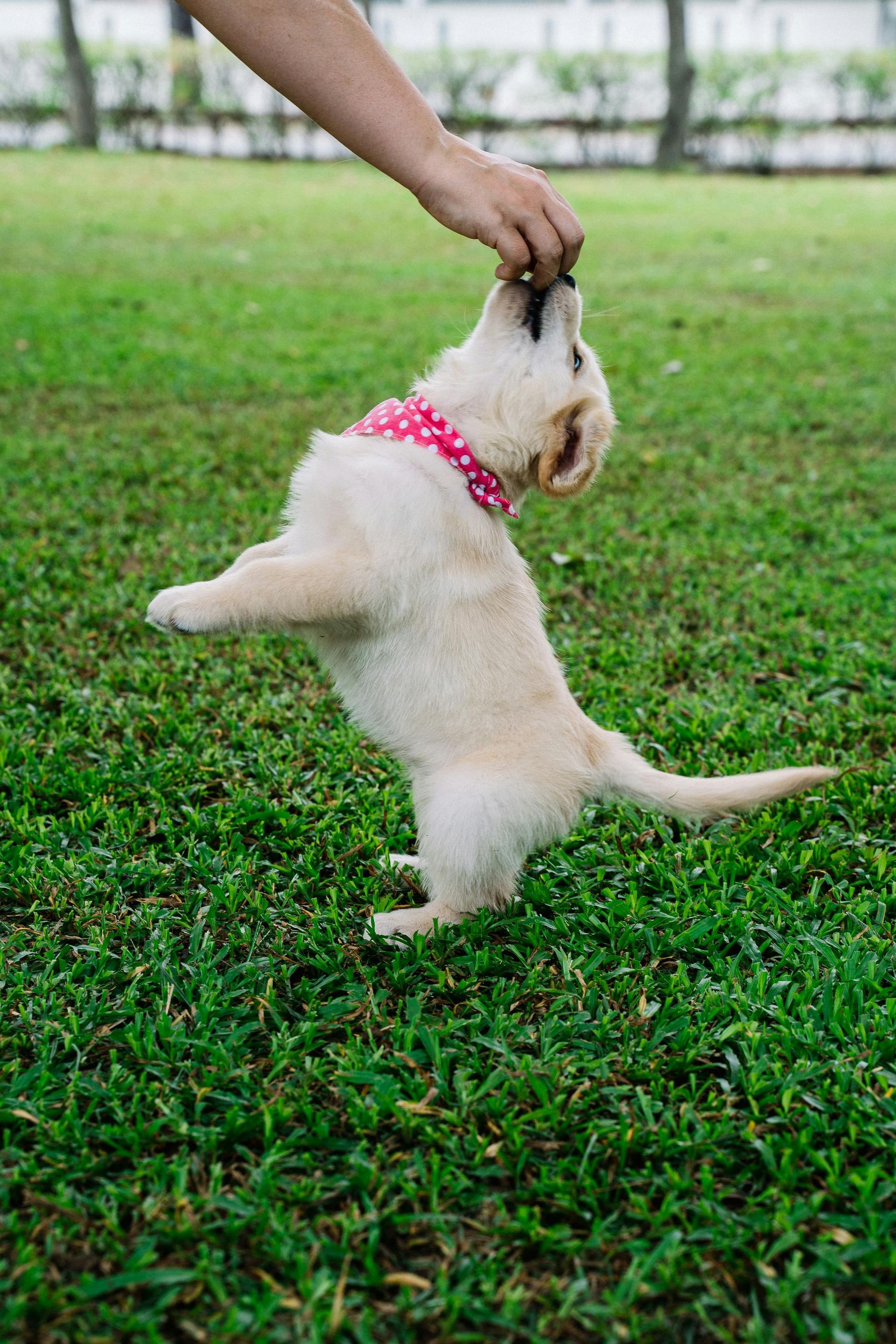 A Puppy is Being Given a Pill by a Veterinarian — Blue & White Veterinary Clinic In Coffs Harbour, NSW