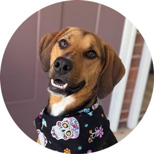 Brown dog wearing a black floral bandana, looking at the camera with a curious expression.