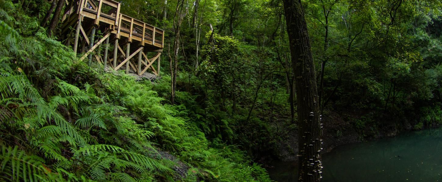 Lush green forest with a wooden deck overlooking a calm river or lagoon