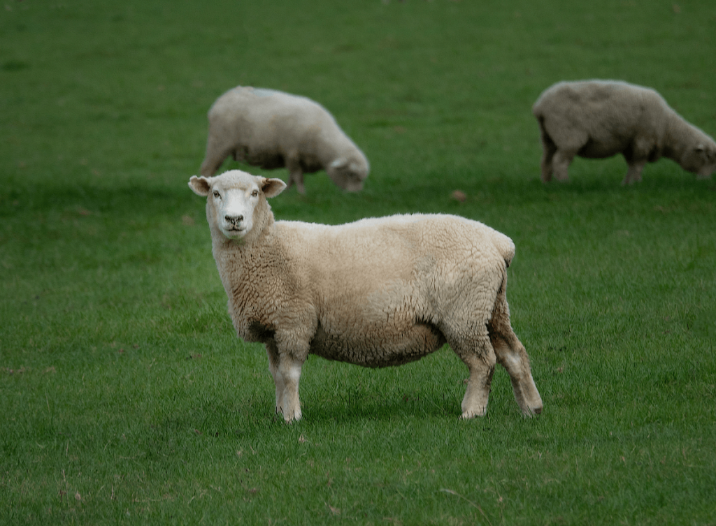 A sheep is standing in a grassy field looking at the camera.