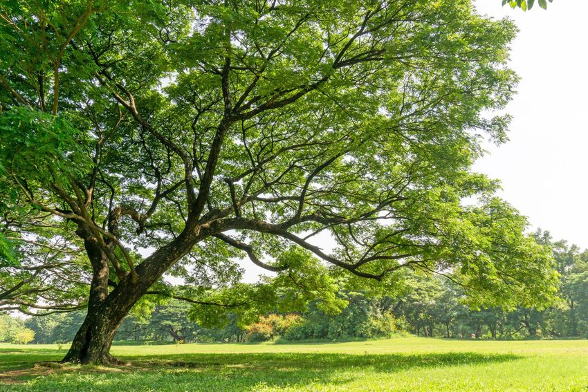 Large tree with lush green canopy casting shade over a grassy area in a park.