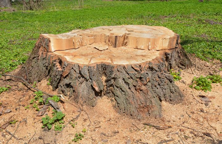 Tree stump with exposed wood grain and rough bark, in a grassy area with wood shavings.