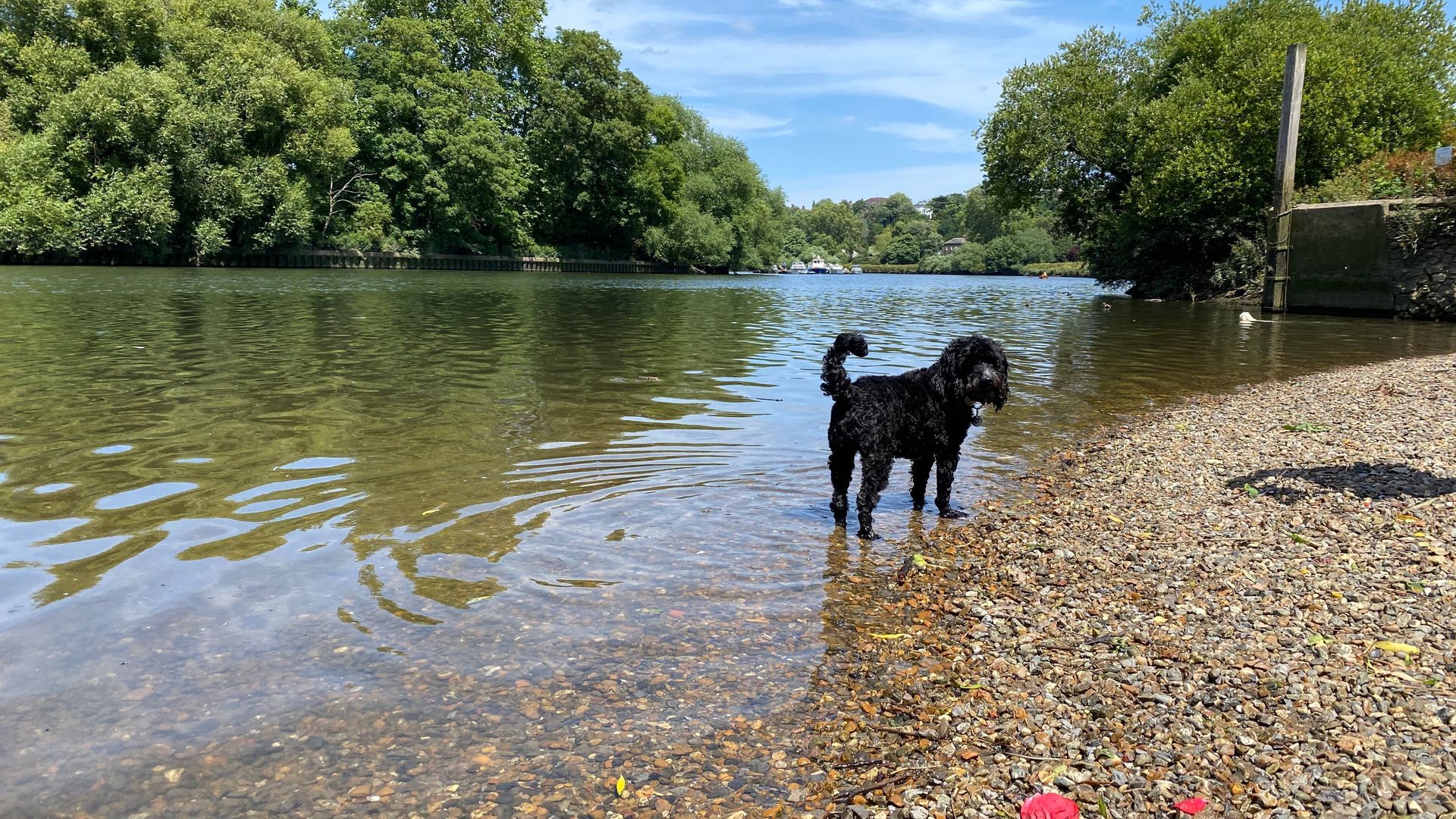 A black dog is standing at the rivers edge