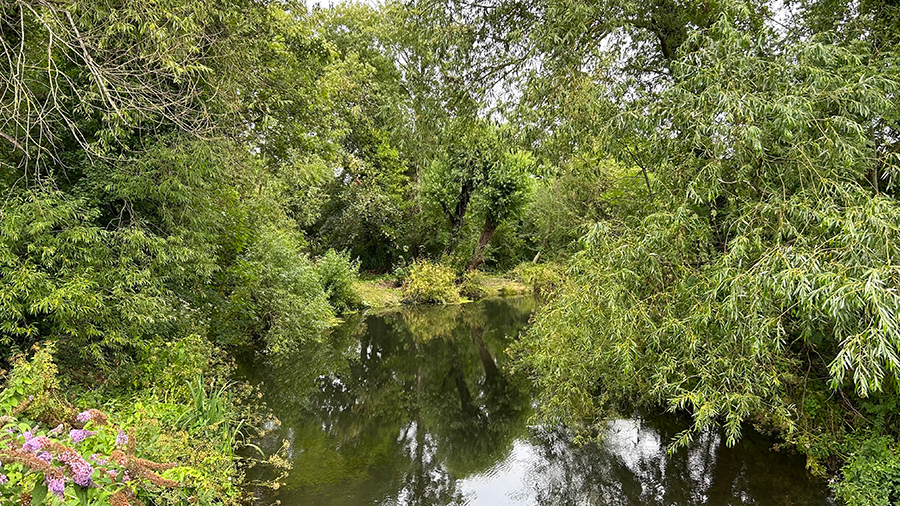 The River Colne surrounded by trees and bushes in the middle of a forest.
