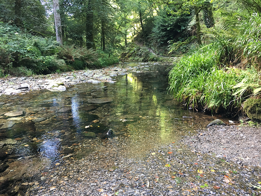 A river in the middle of a forest surrounded by trees and rocks.