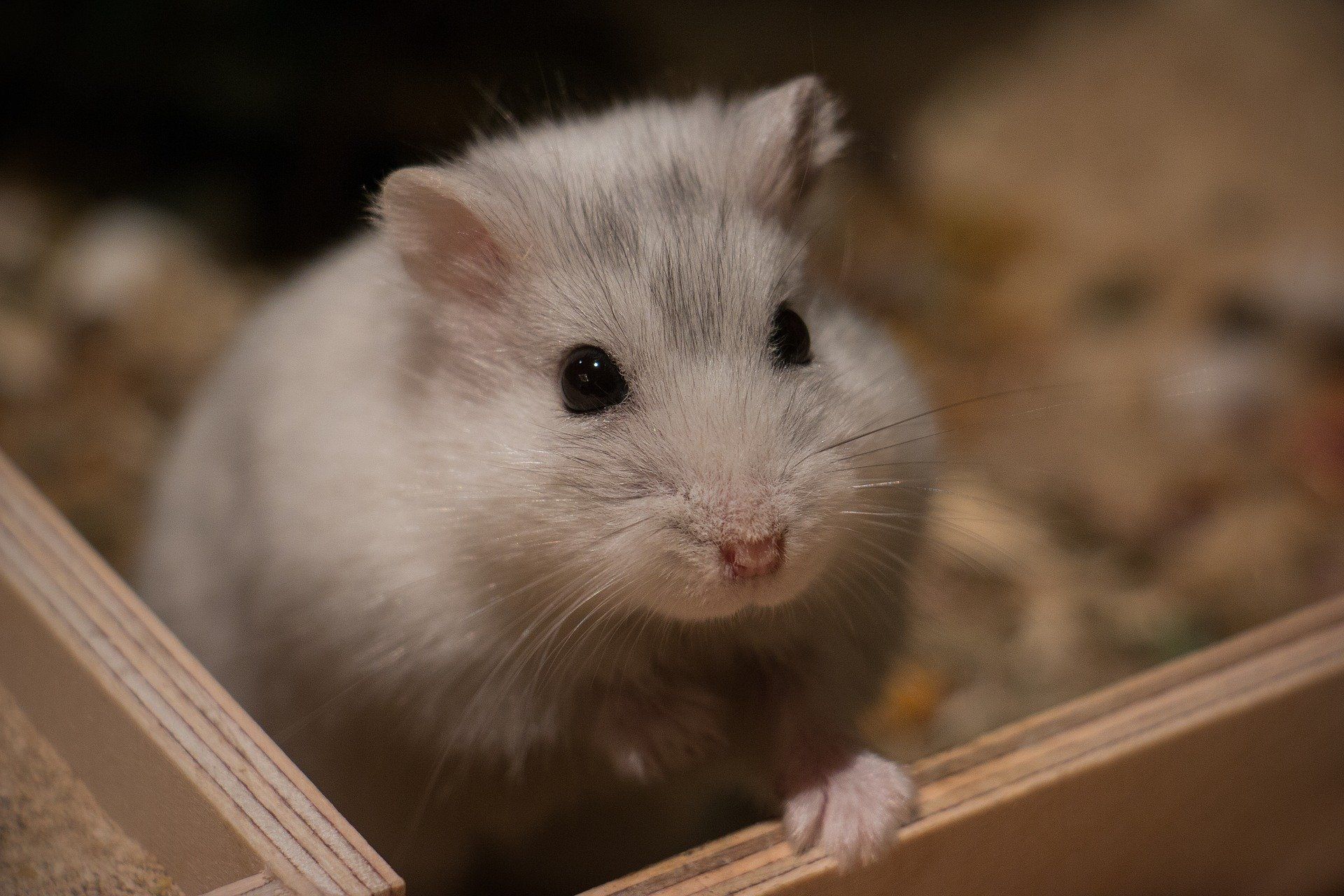 Soorten hamsters: welke bij