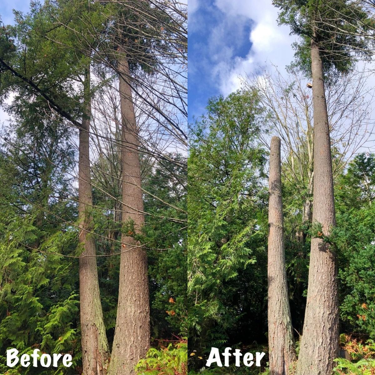 Tree Removal in Renton, Washington