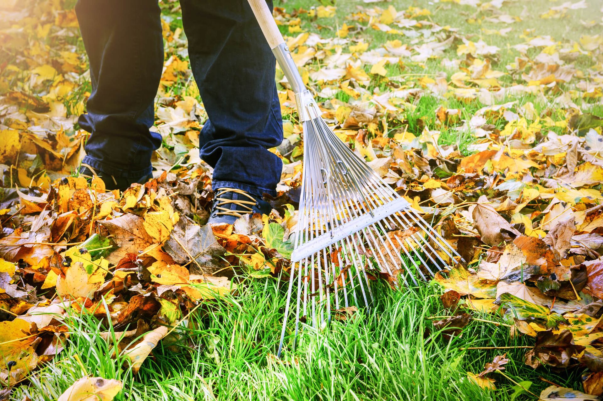 Yard Cleanup Services in Renton, WA & Surrounding Areas