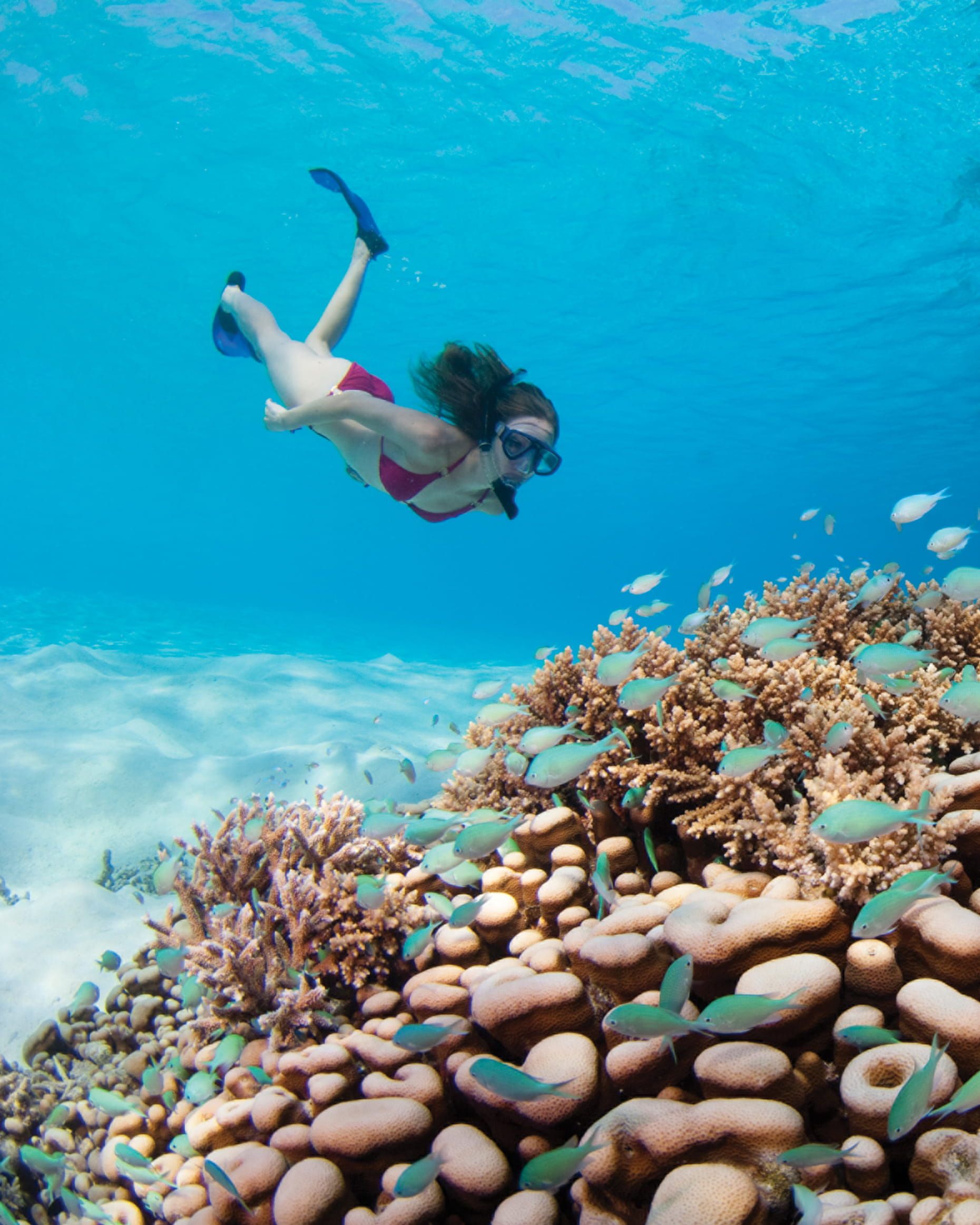 Woman snorkeling above a coral reef, surrounded by fish in clear blue ocean water. The Four Seasons Resort, Bora Bora