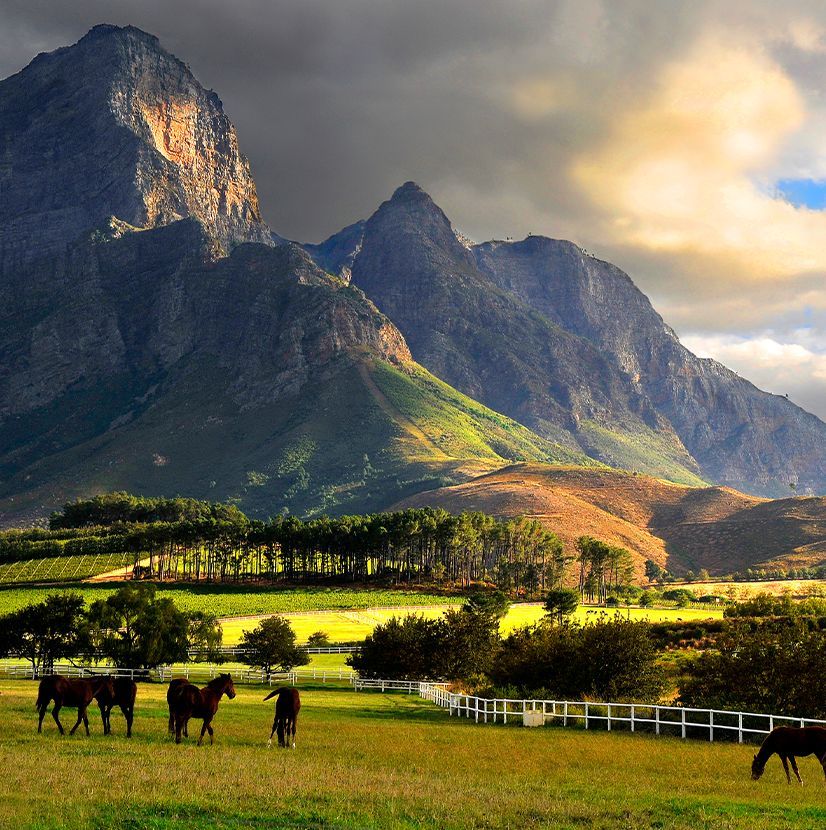 Horses graze in a green pasture before a tall, rugged mountain range under dramatic clouds at sunset. Franschhoek