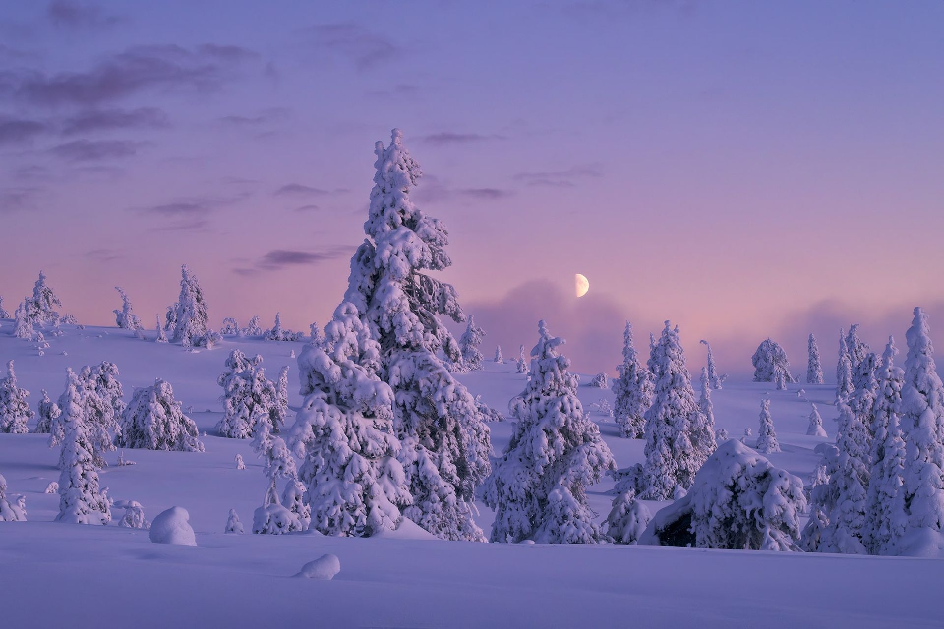 Snow-covered evergreen trees against a purple and pink dusk sky with a crescent moon.